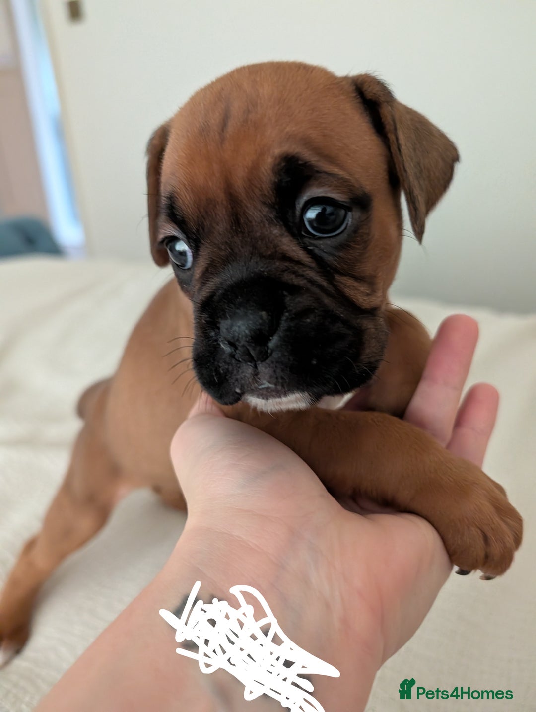 Boxer dogs for sale: Beautiful black mask bobtail/tailed boxer puppies  - Advert 17
