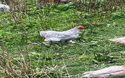 Chickens poultry for sale: Pekin bantam cockerels  - Image 3