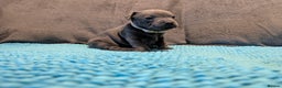 Staffordshire Bull Terrier dogs for sale: KC registered beautiful staffies puppies to sell - Advert 15