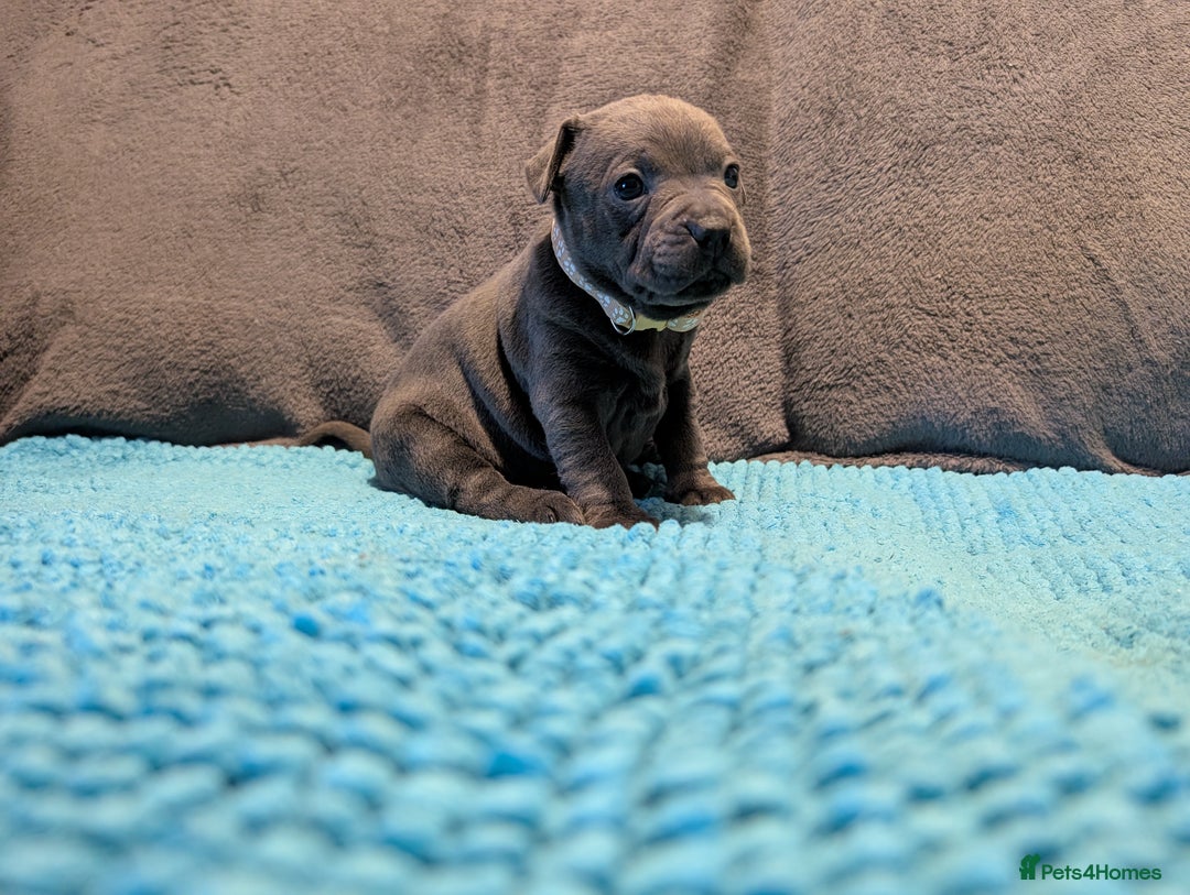 Staffordshire Bull Terrier dogs for sale: KC registered beautiful staffies puppies to sell - Advert 15