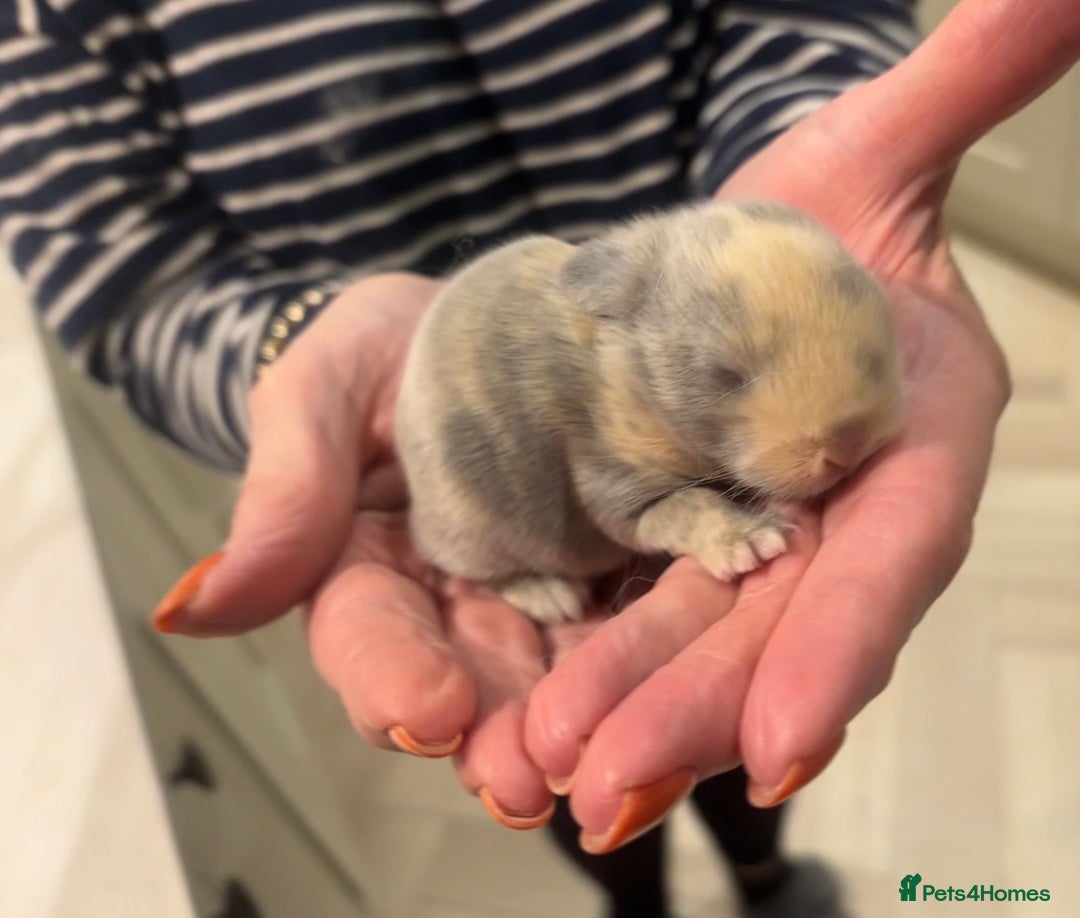 Mini Lop rabbits for sale: Mini lop babies - Advert 3