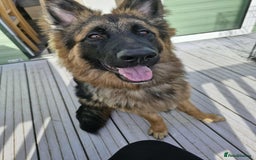 German Shepherd dogs for sale: German Sheppard  - Image 5
