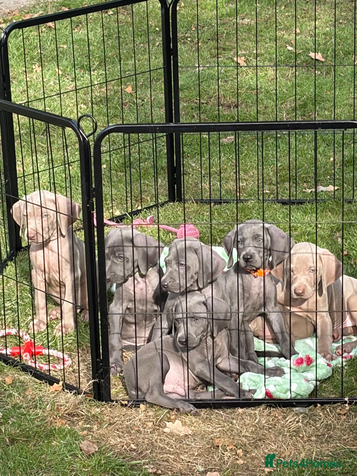 Weimaraner dogs Kc Weineramer pups  - Advert 1