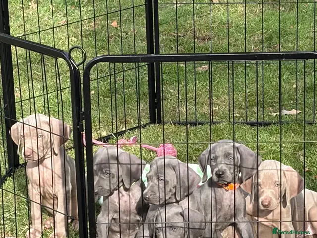 Weimaraner dogs Kc Weineramer pups - Advert 1