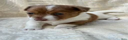 Mixed Breed dogs for sale: Stunning Jack Russell Pupps Merle, Chocolate & Red - Advert 7