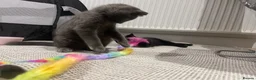 Mixed Breed cats for sale: Kitten 1 & Kitten 2 in Wallingford - Advert 16