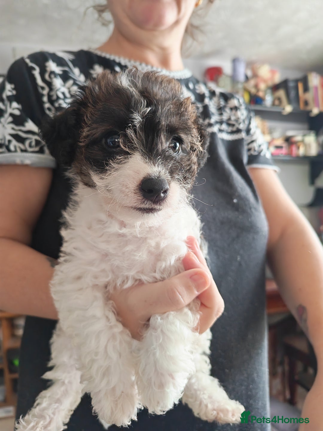 Mixed Breed dogs for sale: Beautiful Jackapoo puppies - Advert 18