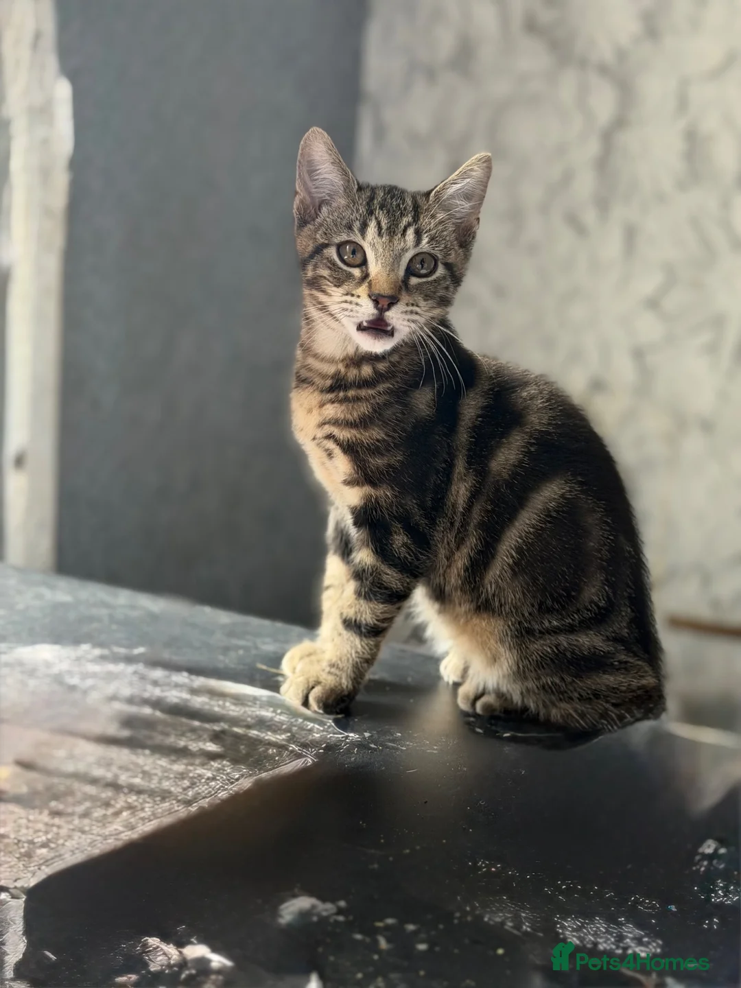 Mixed Breed cats for adoption: Tabby kitten looking for his forever home - Advert 1