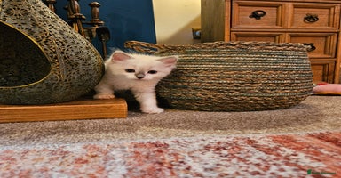 Ragdoll cats - Advert 4