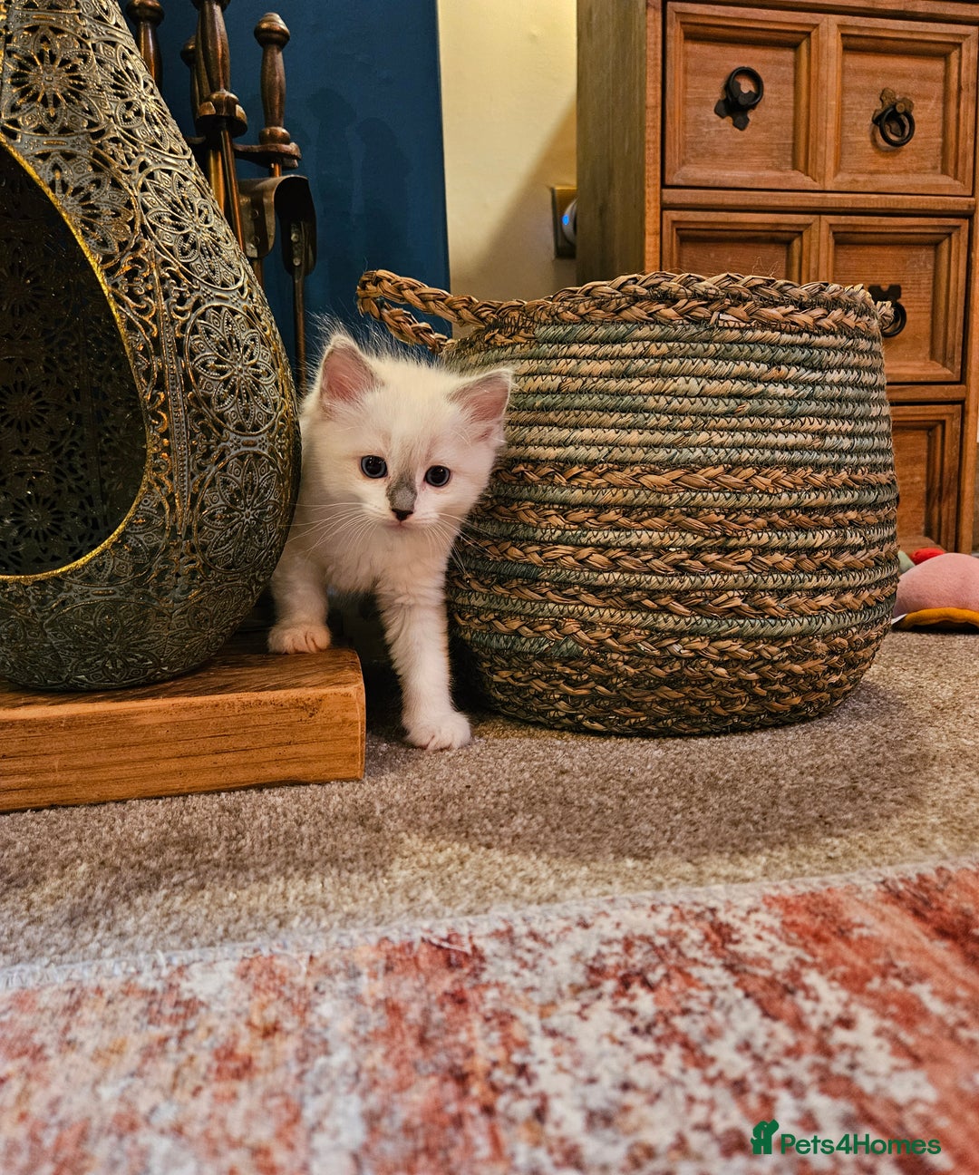 Ragdoll cats for sale: Ready now hcm clear ragdoll litter. X6 - Image 4