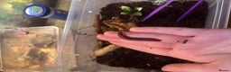 Millipedes invertebrates for sale: Red millipedes  - Advert 2