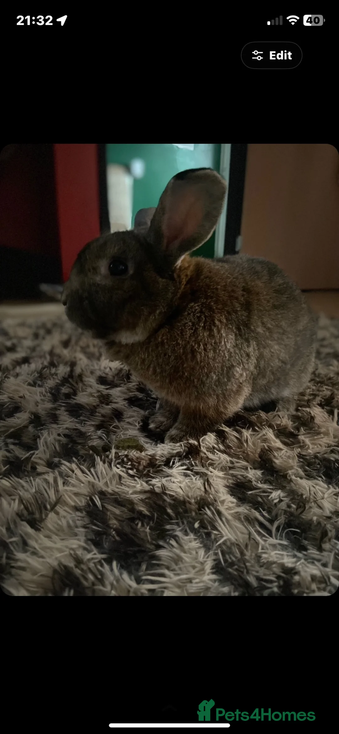 Mixed Breed rabbits for sale: brown rabbit in Uttoxeter - Advert 2
