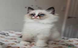 Ragdoll cats for sale: 💙🐾Tica full Pedigree🐾EU Ragdoll 🐱🐾DNA Clear - Image 24