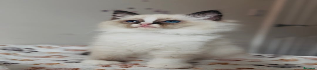 Ragdoll Kitten 10