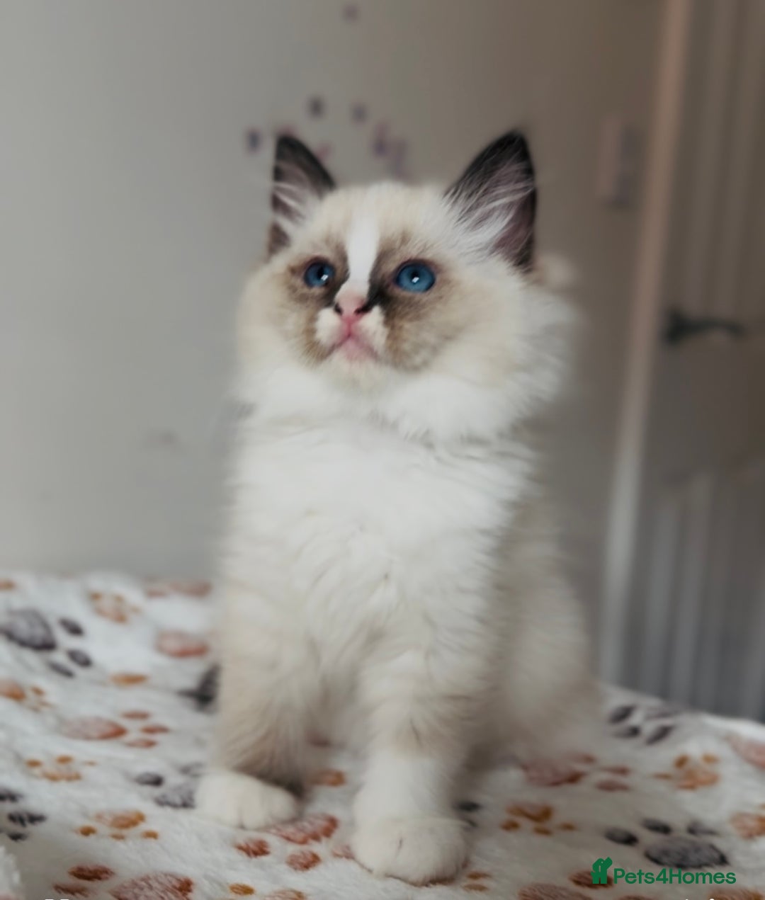 Ragdoll cats for sale: 💙🐾Tica full Pedigree🐾EU Ragdoll 🐱🐾DNA Clear - Image 24