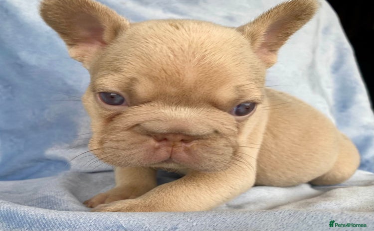 French Bulldog dogs - Advert 3