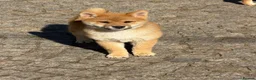 Japanese Shiba Inu dogs for sale: Shiba Inu puppies parents health tested  - Advert 15