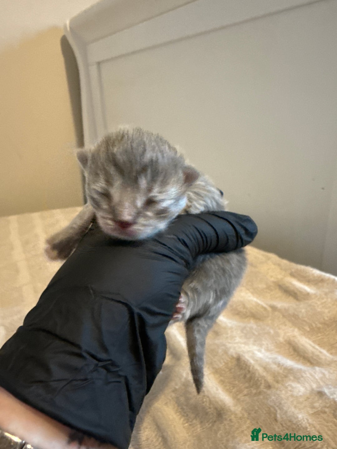 Scottish Fold cats for sale: Scottish fold kittens - Advert 12