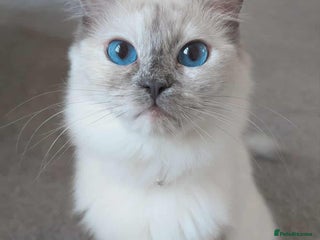 Ragdoll cats Last ragdoll cross BSH - Advert 2