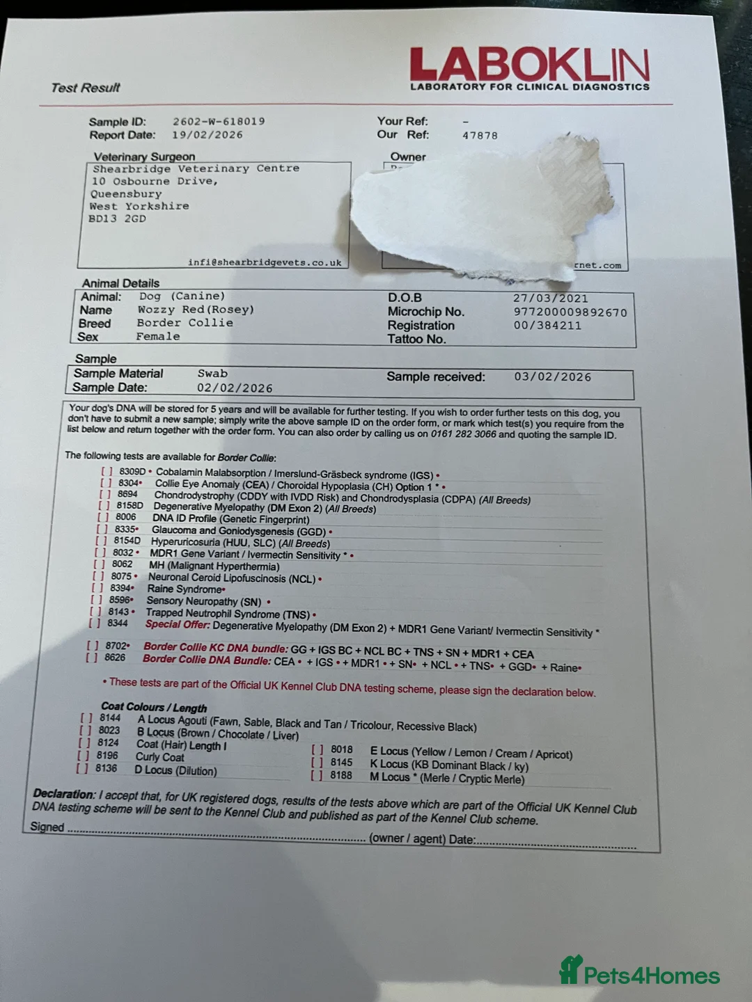 Border Collie dogs for sale: Cornmill Farm Border Collies  in Bradford - Advert 5