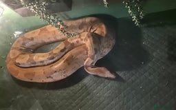 Boa Snake reptiles for sale: Short tailed boa and full setup - Image 8