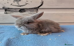 Mini Lop rabbits for sale: ❤️🐰Mini lop bunnies🐰❤️ - Image 1