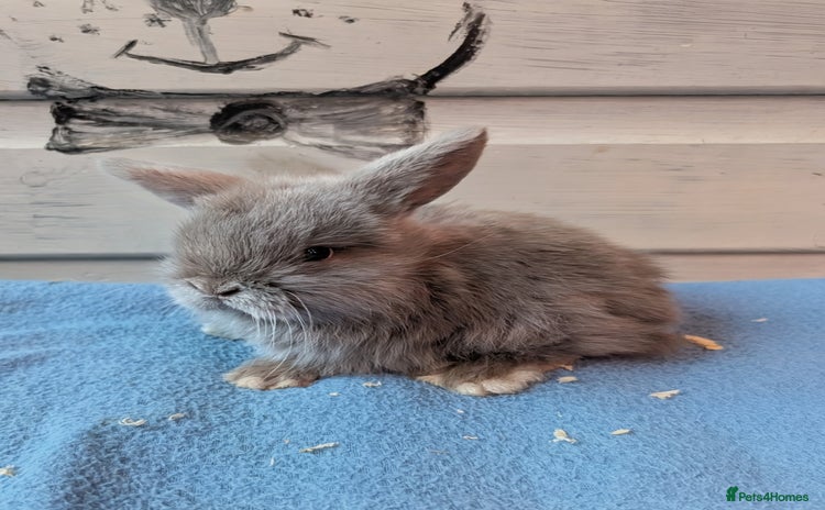 Mini Lop rabbits - Advert 1