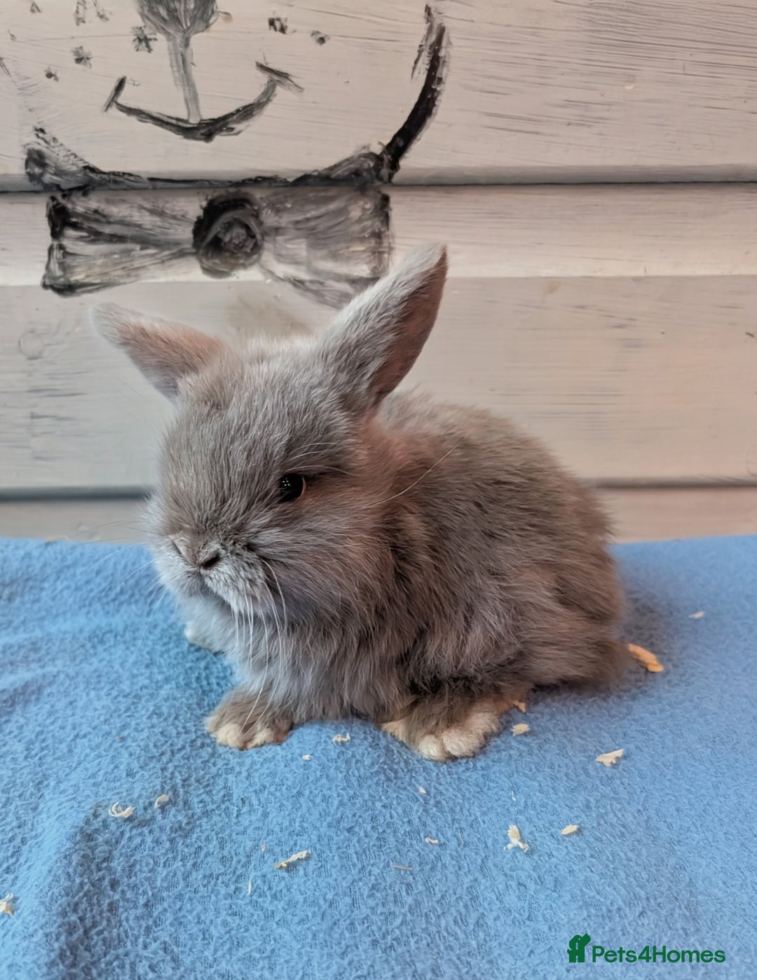 Mini Lop rabbits for sale: ❤️🐰Mini lop bunnies🐰❤️ - Image 1