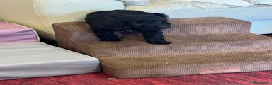 Cockapoo 3 - yellow collar
