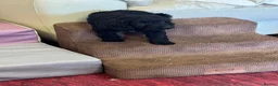 Cockapoo dogs for sale: F1b Cockapoos - Advert 31