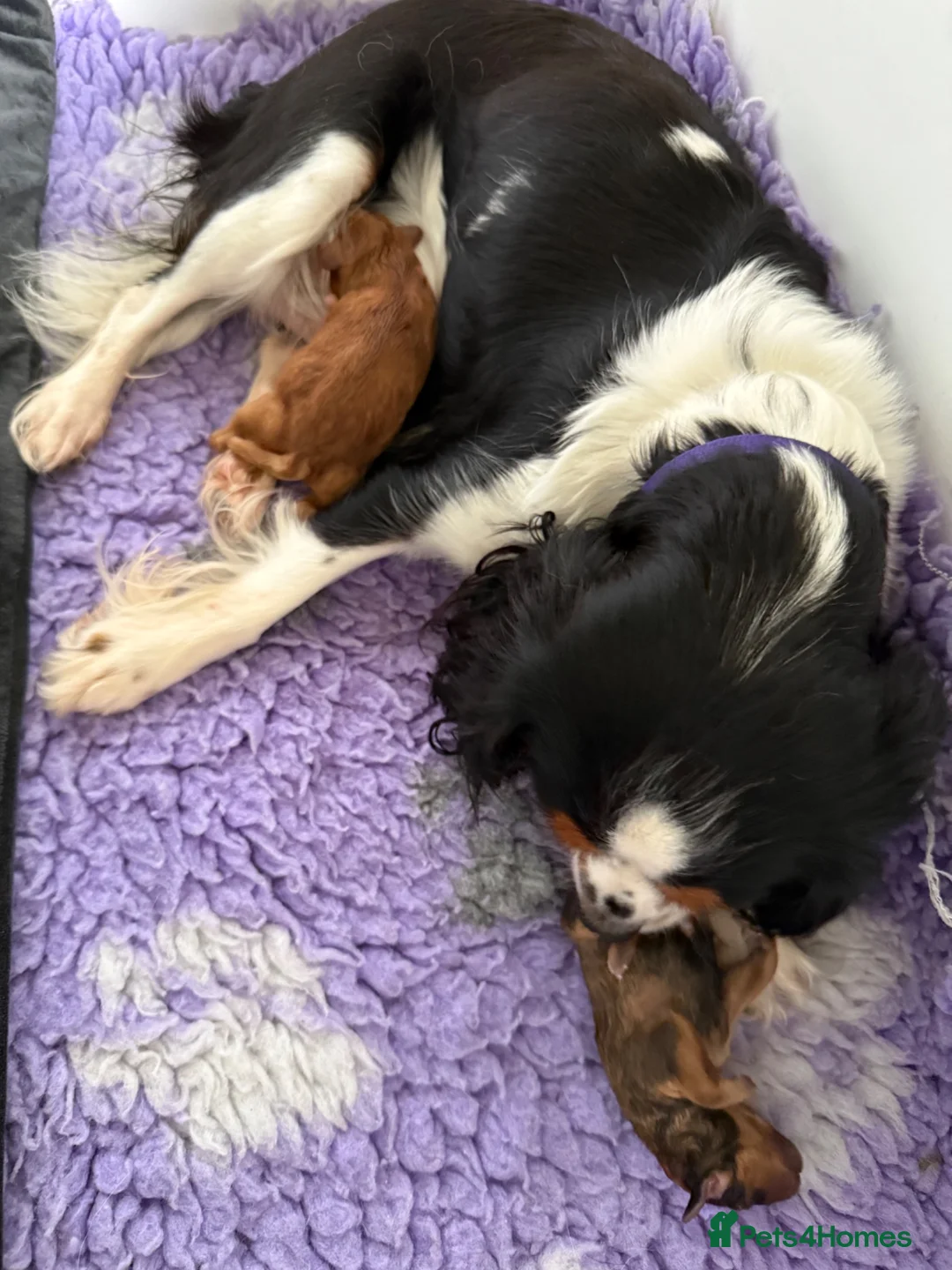 Cavapoo dogs for sale: Beautiful Cavapoo Puppy available  - Advert 9