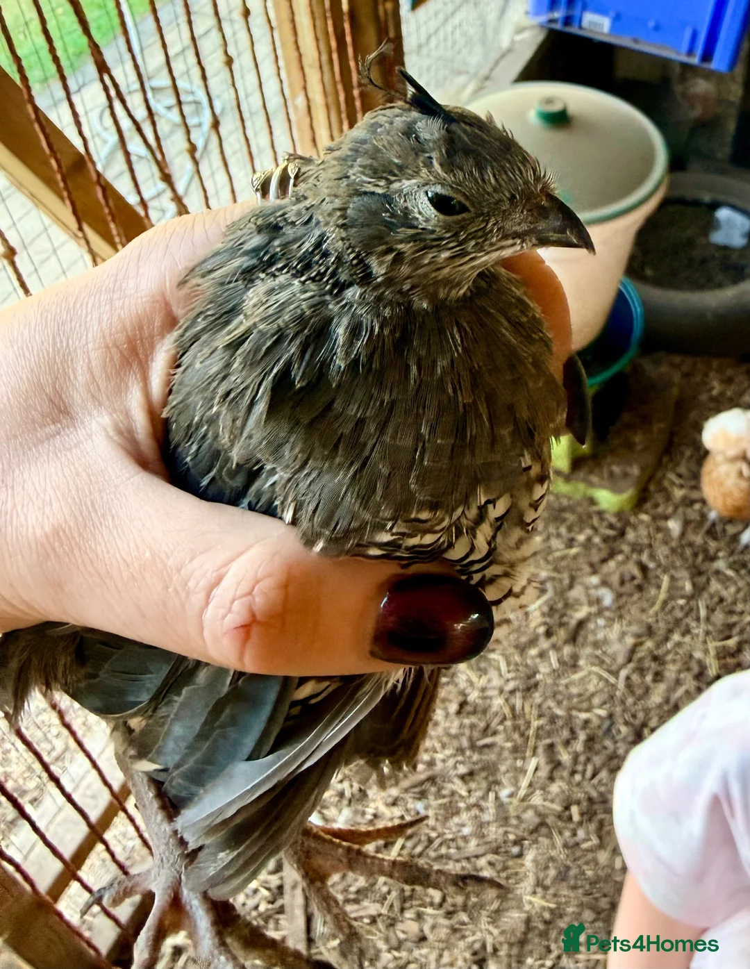 Quail poultry for sale: X2 Californian Male Quail - Advert 2
