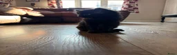 Mixed Breed cats for sale: Maine Coon Kittens  - Advert 7