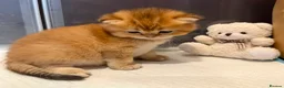 Scottish Fold cats for stud: Scottish Straight Male Stud – “Poopsie”  - Advert 9