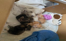 Mixed Breed cats for sale: Ragdoll x Tabbie - Image 9