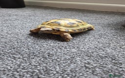 Hermann Tortoise reptiles for sale: Herman tortoise  - Image 1