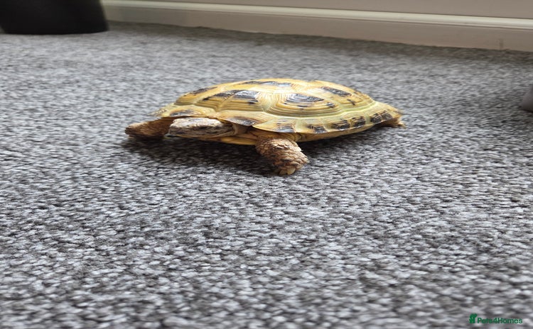 Hermann Tortoise reptiles - Advert 1