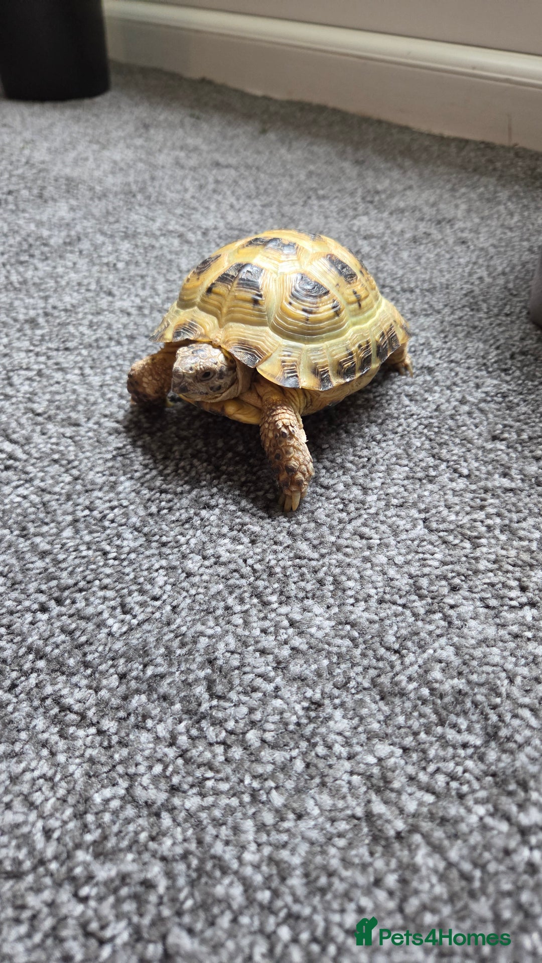 Hermann Tortoise reptiles for sale: Herman tortoise  - Image 1