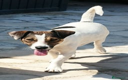 Jack Russell dogs for adoption: Vekku ,A Little Dog with a Big Heart ❤️  - Image 2