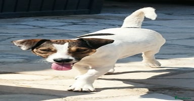 Jack Russell dogs - Advert 4