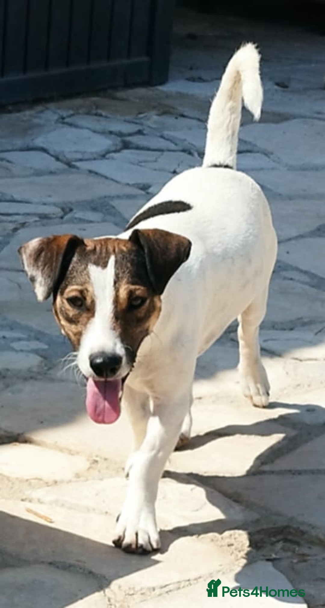 Jack Russell dogs for adoption: Vekku ,A Little Dog with a Big Heart ❤️  - Image 2