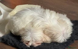 Maltese dogs for sale: Beautiful Maltese puppies ready to go. - Image 7