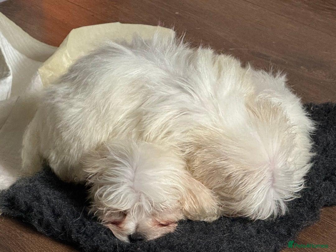 Maltese dogs for sale: Beautiful Maltese puppies ready to go. - Image 7
