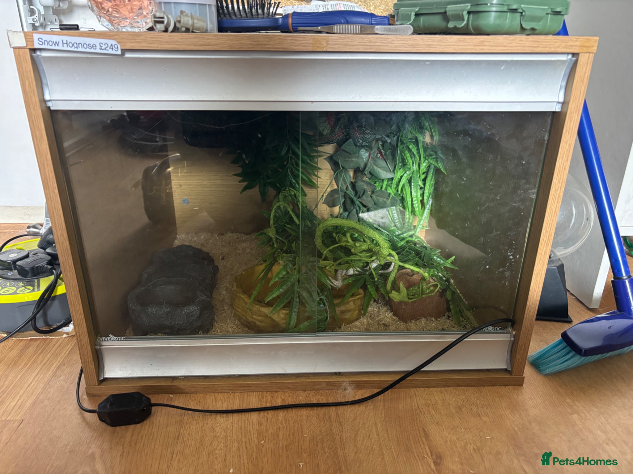 Snake reptiles for sale: Snow hognose  in Warrington - Advert 4