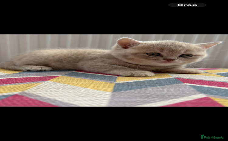 Brazilian Shorthair cats - Advert 1