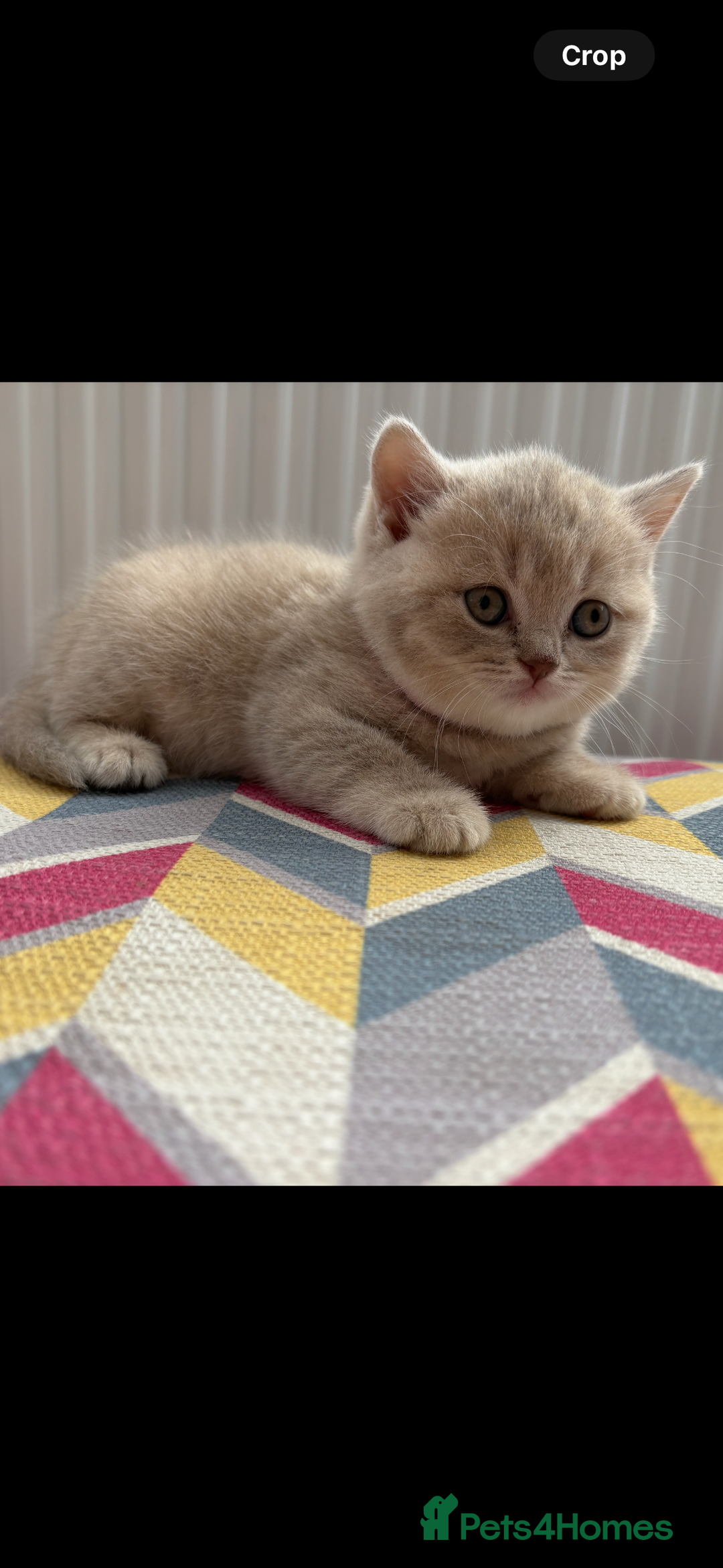 British Shorthair cats for sale: Champion British short hair chunky kittens*unique* - Image 1