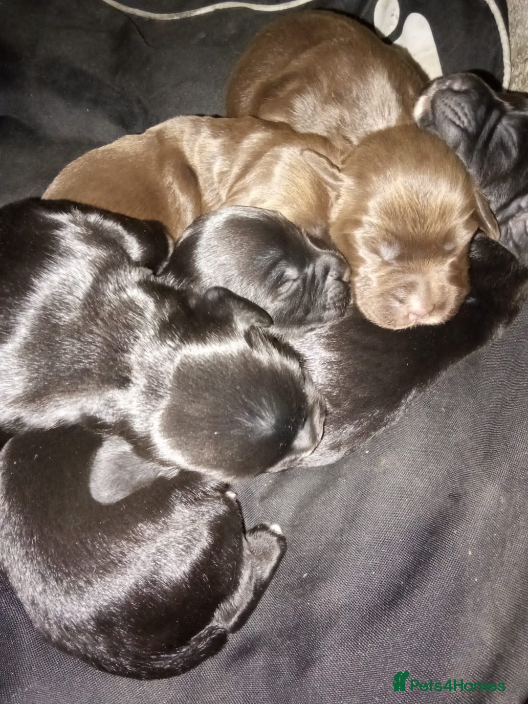 Sprocker dogs for sale: 6 beutiful sprocker pups  - Image 2