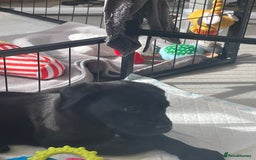 Labrador Retriever dogs for sale: 🐾 Beautiful Labrador Puppies🐾 - Image 15