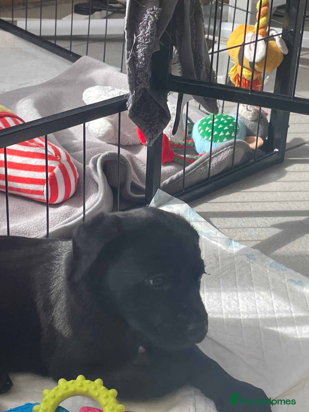 Labrador Retriever dogs for sale: 🐾 Beautiful Labrador Puppies🐾 - Image 15