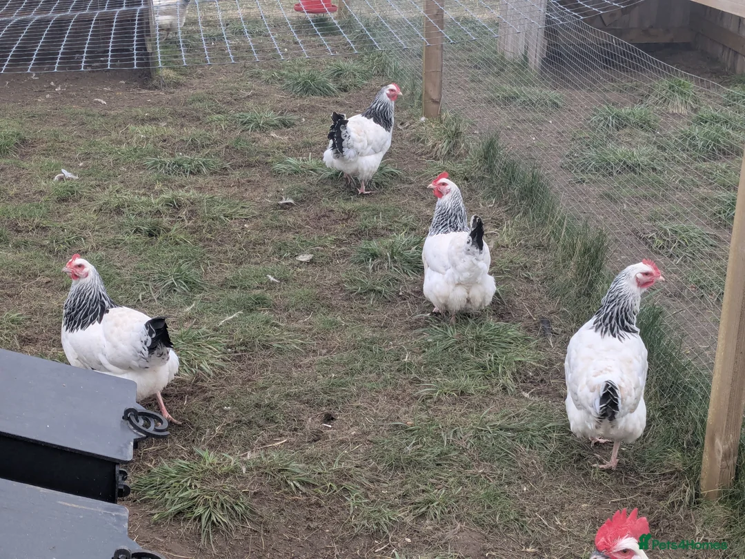Geese poultry for sale: Call ducks, Light Sussex, Faverolle, Aracaunas,Wel - Advert 5